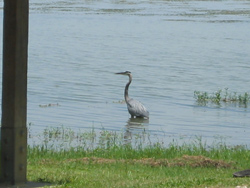 a blue heron wading in Joe Pool Lake